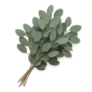 Eukalyptus