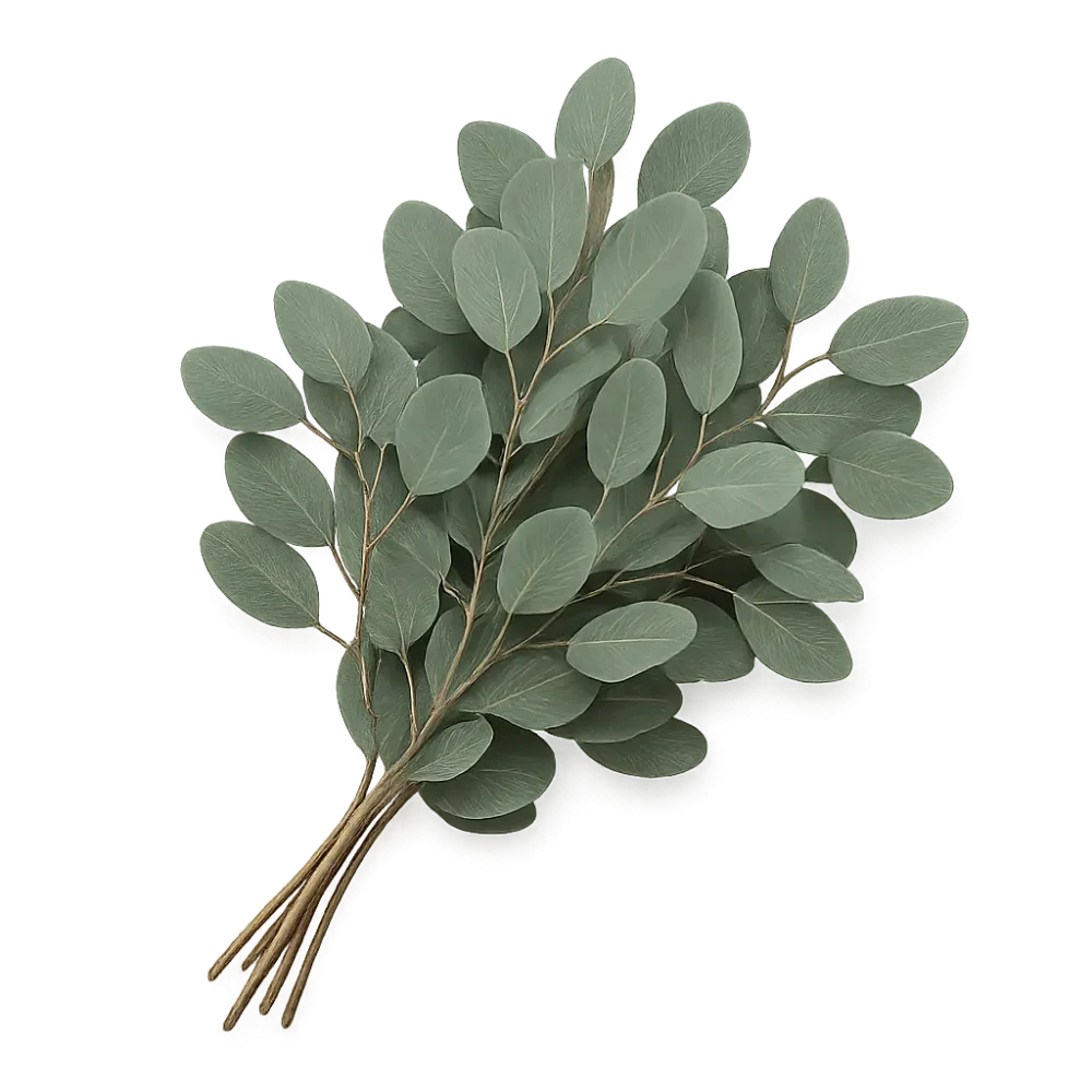 Eukalyptus