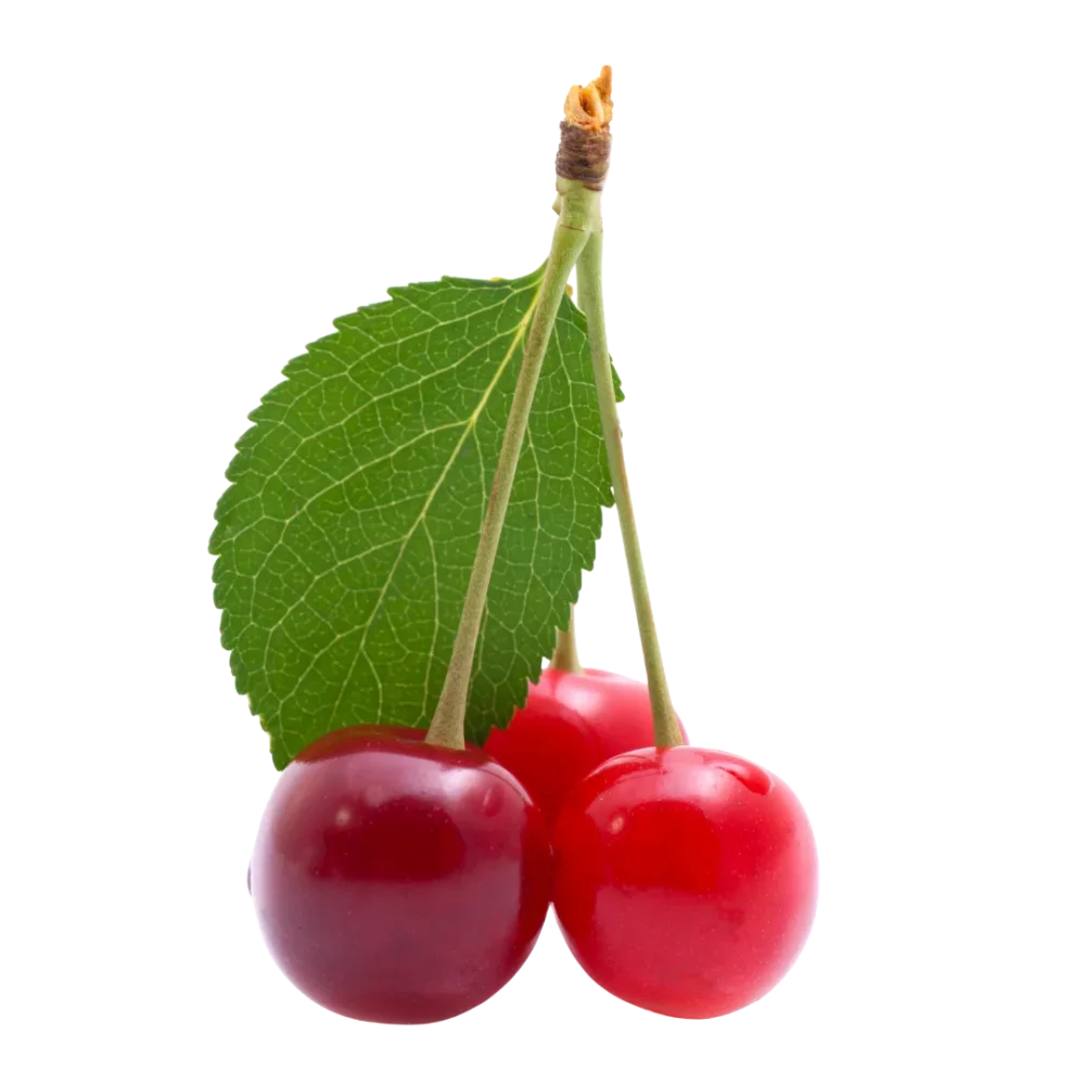 Třešeň
